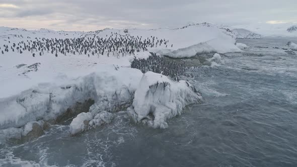 Aerial Shot Antarctica Penguins Colony.