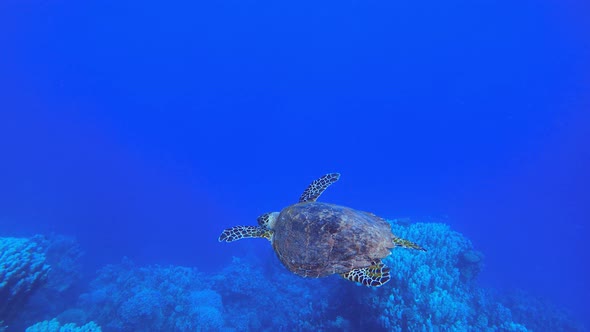 Underwater Sea Turtle