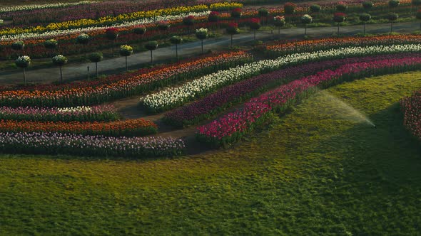 Flower Valley with Irrigation System in Sunrise Light