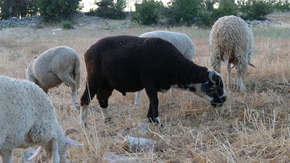 Sheep Grazing Field