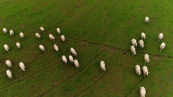 A group of sheep grazing grass and rest