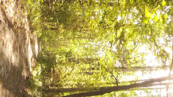 Vertical Video of a Forest with Many Trees in Autumn