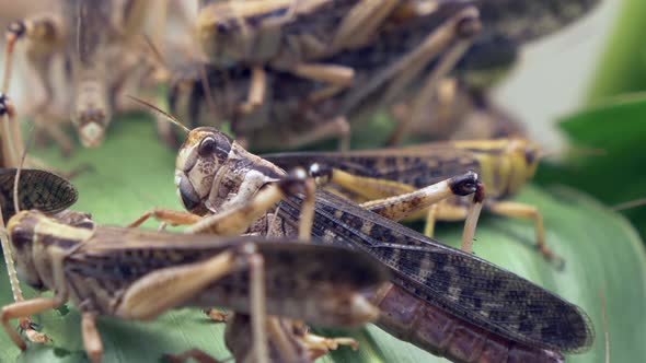 Group of Grasshoppers resting on green leaves in wilderness and procreate,macro