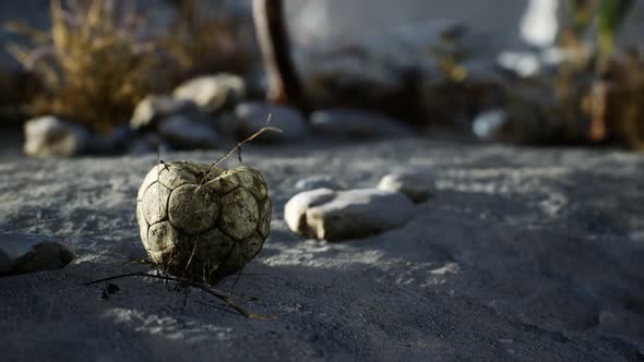 An Old Torn Soccer Ball Thrown Lies on Sand of Sea Beach