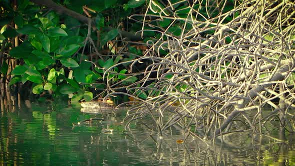 Salvator Asian Water Monitorus Floats From Mangrove Forests Along River Among of Roots and Foliage