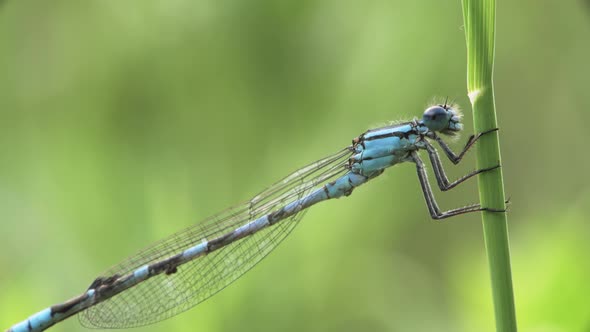 Common Blue Damselfly On A Blade Of Grass