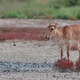Wild Saiga Antelope or Saiga Tatarica Grazes in Steppe - VideoHive Item for Sale