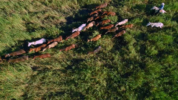 Nature In Herd Horse