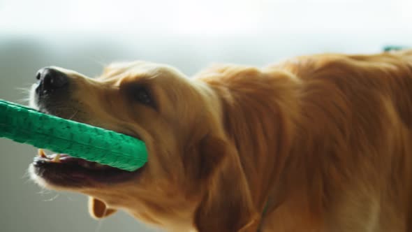 Golden Retriever Holding Ring Closeup