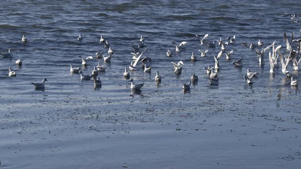 Seagull Flock Taking Off From Blue Ocean Water In Slow Motion