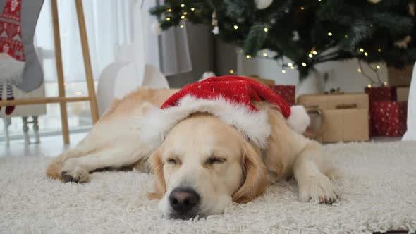 Dog Resting in Room Decorated for New Year