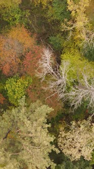 Vertical Video Trees in the Autumn Forest in the Afternoon