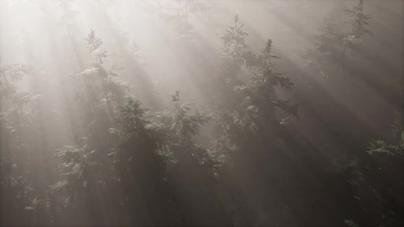 Aerial Sunrays in Forest with Fog alt