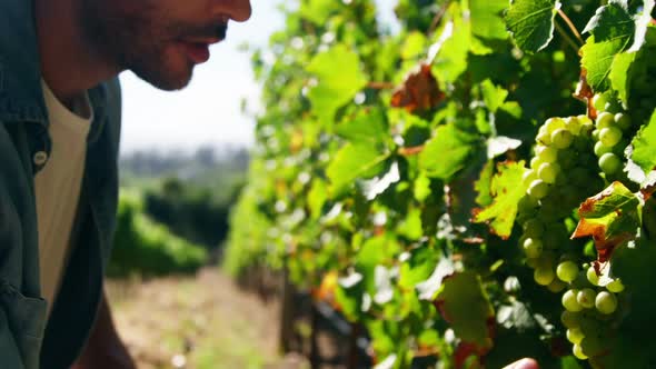 Male farmer checking grapes in vineyard