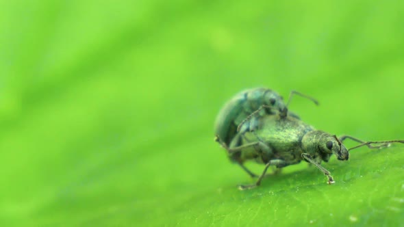 Two small green beetles mate on a green leave in slow motion, macro shot.
