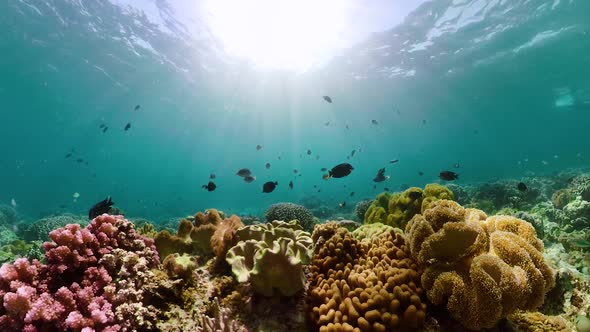 The Underwater World of a Coral Reef.