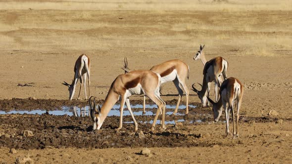 Springbok Antelopes At A Waterhole 