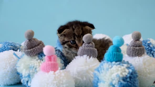 Kitten and winter.Winter clothes for cats.