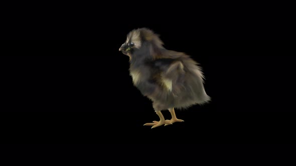 17 Baby Chicks Dancing 4K