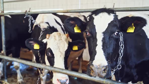 Milk cows in the cowshed.