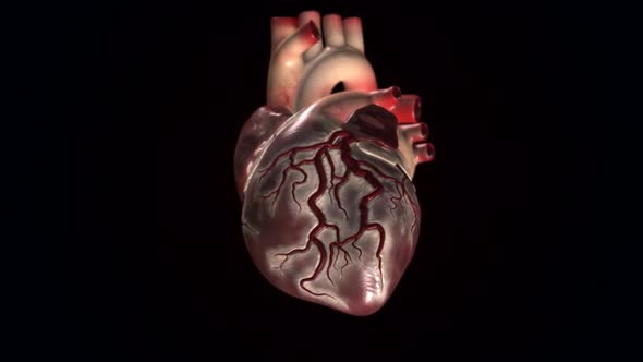 Circulatory System and the Way of Blood from the Heart