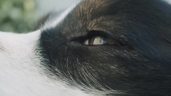 Close up shot of the left eye of an black-tri Australian Shepherd dog on a sunny day. The dog is win