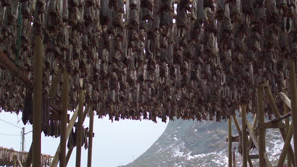 TRACKING TILT DOWN REVEAL from cod drying to a fishing boat in Lofoten, Norway
