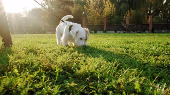 Jack Russell Terrier Dog Happily Running Through To a Girl the Grass in the Nature Park, Slow Motion