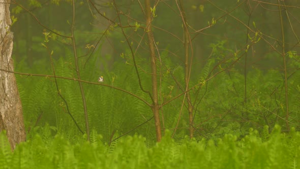 A small bird jumping down the twig in the woods.