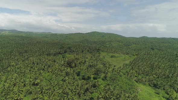 Tropical Landscape with Palm Trees. Philippines, Luzon