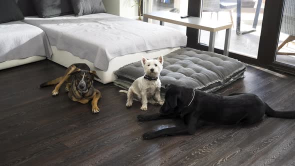 Three different dogs below sofa in modern apartment, two walk away.