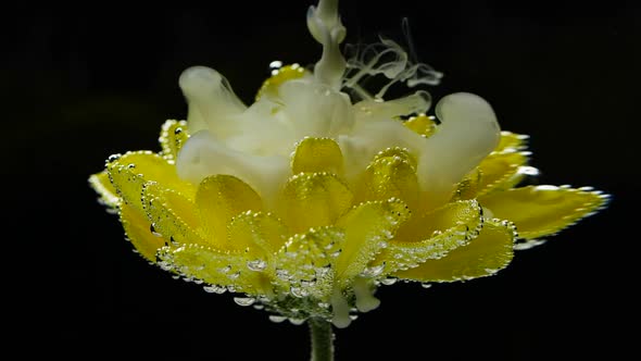 Slow Motion White Ink Paint in Water and Yellow Flower on Black Background.