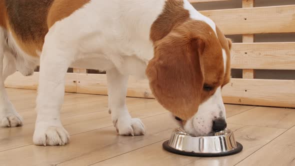 Dog Beagle Drink Water From Metal Bowl at Home