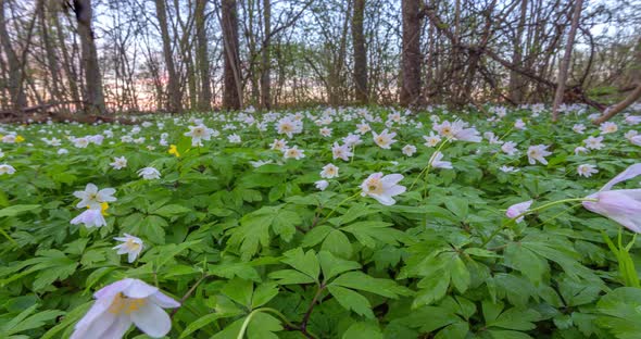 Spring Forest and Windflowers Timelapse with Crane