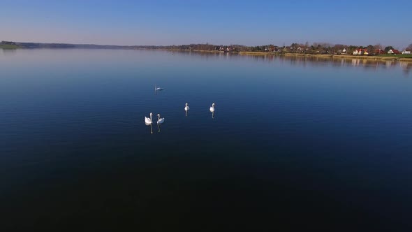 Camera Flies Slowly Close By A Group Of White Swans The Water Is Calm The Sun Is Shining