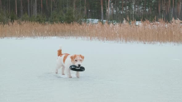 Dog breed Jack Russell Terrier plays on the ice of the lake with a jumping rubber ring