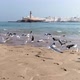 Aerial View Of Sea Landscape with seagulls flying - VideoHive Item for Sale
