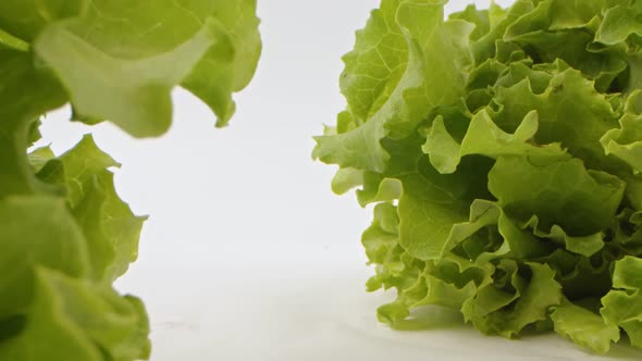Salad, Lettuce