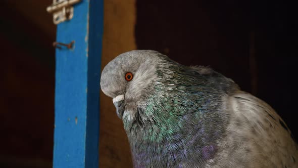 Closeup front view of pigeon bird.