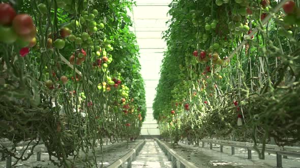 Green Tomato Plants Growing in Modern Greenhouse with Hydroponic Technology Spbd