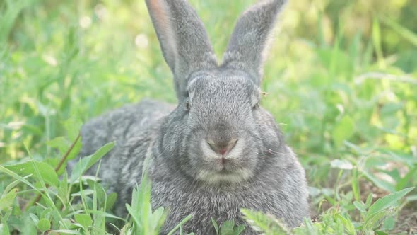 Cute Fluffy Little Bunny on a Green Meadow in Sunny Sunny Weather Closeup