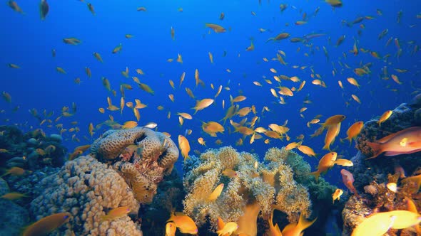 Tropical Reef Underwater Life