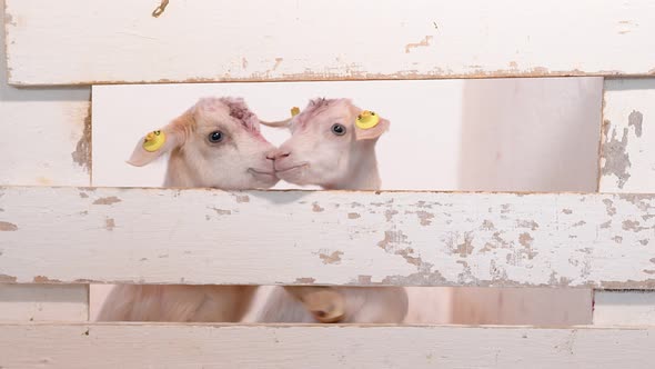 Two Little White Kids Look Out Over the Farm Fence. Goat Farm. Raising Small Kids. Large Livestock