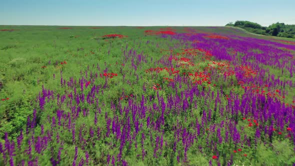 Aerial View Of a Field Of Flowers