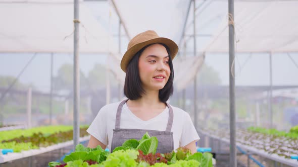 Asian beautiful farmer girl carrying box of vegetables green salad in hydroponic greenhouse farm.