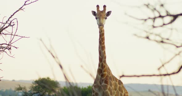 Still Medium Shot of a Giraffe Standing and Looking at Camera