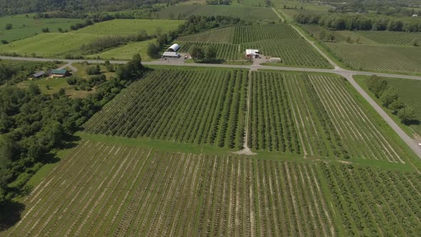 aerial farm of vineyard and apple orchard approach smooth 4k