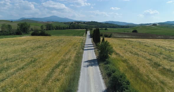 Aerial View of Road Cypress Tree on the Road Side