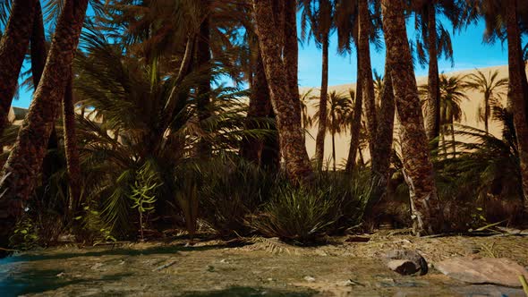 Palm Trees in the Desert with Sand Dunes