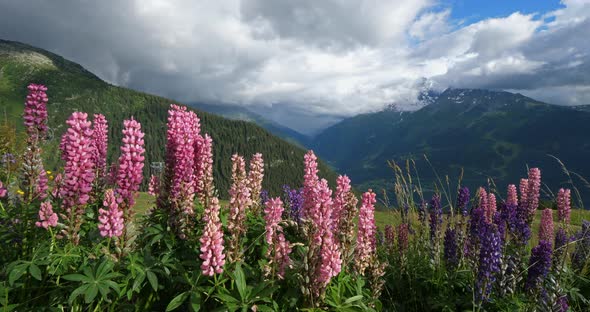 Lupinus x regalis, Tarentaise valley, Savoie, France